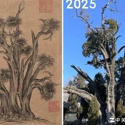 古柏穿越时空的见证