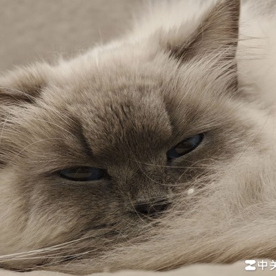 徕卡模式真能替代默认拍照？