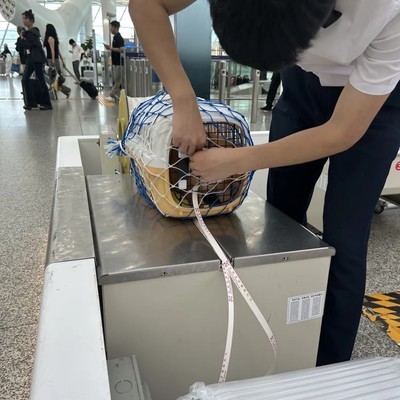 南航宠物托运全流程