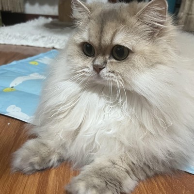 小猫偷开绝地求生免费箱