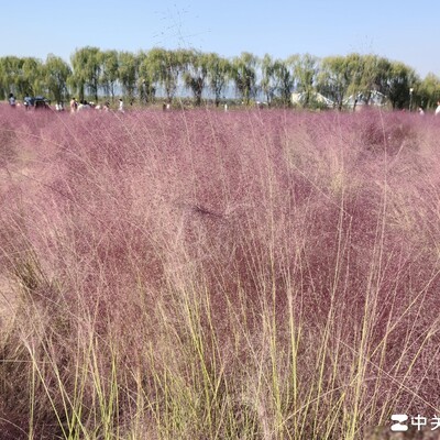 绝地求生里的秋日粉黛浪漫