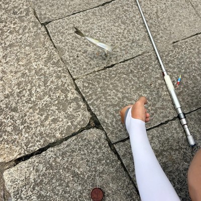 预制钓饵效果不佳