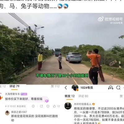 解救动物，从狗狗到猪猪