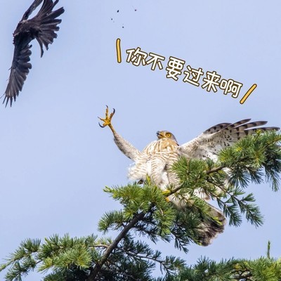 凤头鹰被围攻后眼神变化