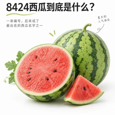 8424西瓜的育种故事