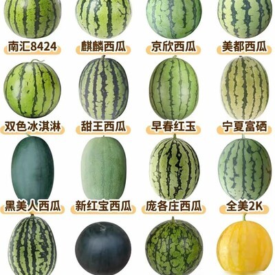 西瓜的冷知识与挑选指南