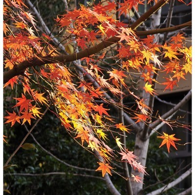 手机摄影，人更重要还是设备？